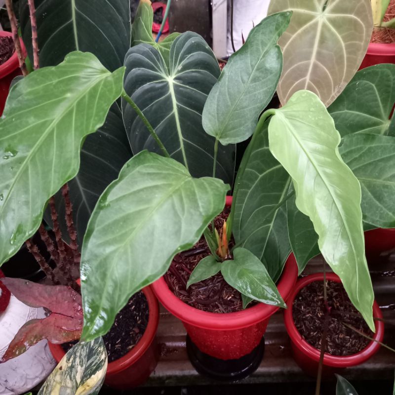 ANTHURIUM NERVATUM RARE (VIETCHII X MERCY)