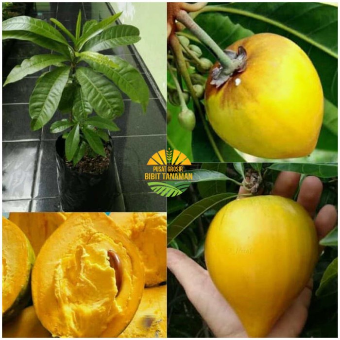 Harga Termurah Bibit Sawo Mentega Alkaesa