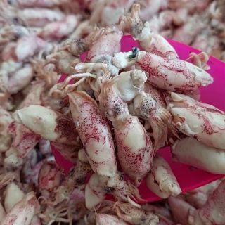 

Cumi Asin Frozen / Salted Squid Frozen - 500 Gram