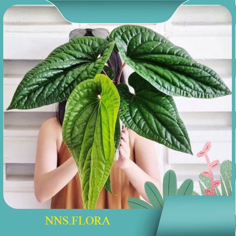 pohon anthurium sirih - sirih anthurium berkualitas