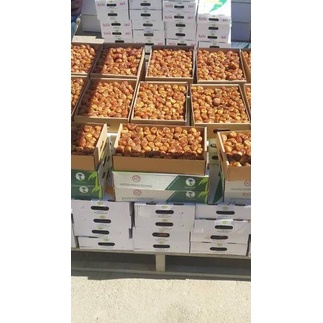 

Sale[HJ]-KURMA SUKARI GROSIR / KURMA RAJA 3 KG