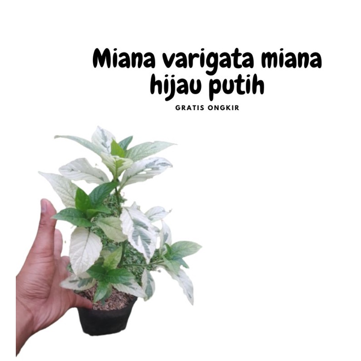 Tanaman hias miana varigata/miana hijau putih