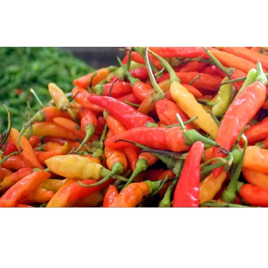 

Terbaru 3.3 FCW - Cabe Rawit Merah 250 Gram