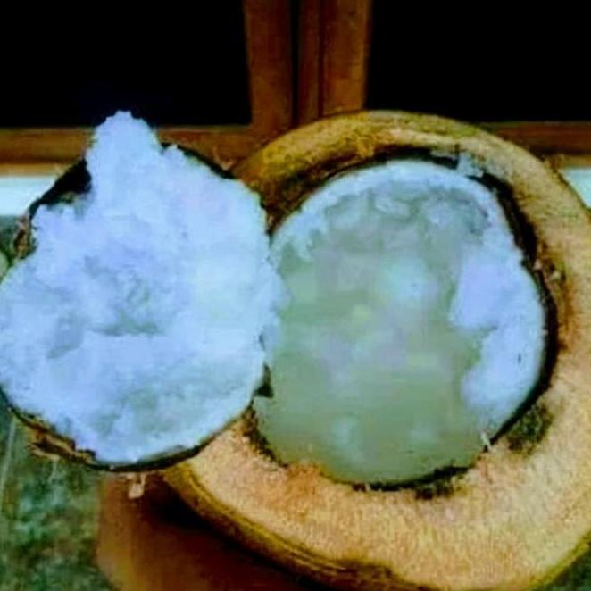 Bibit Kelapa Kopyor Super Genjah