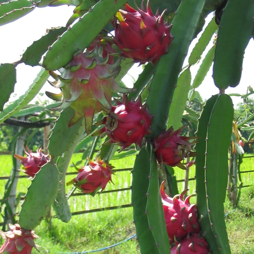 Benih Seribuan - 5 Bibit Buah Naga Merah Unggul