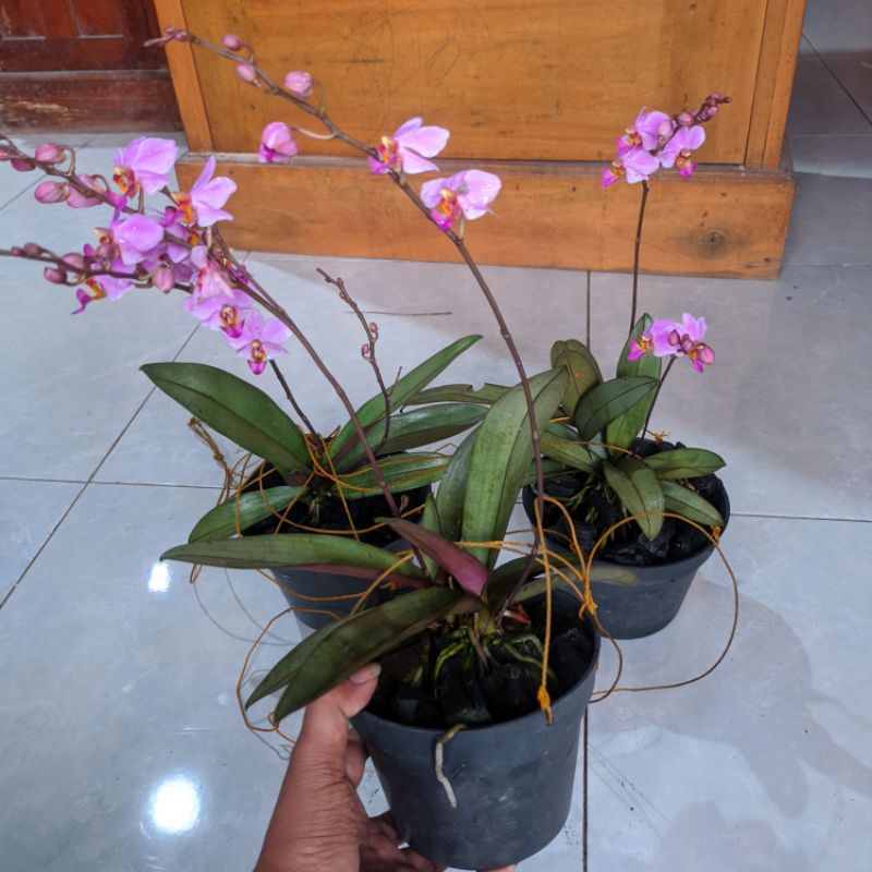 Promo Anggrek Bulan Doritis Ungu Dewasa