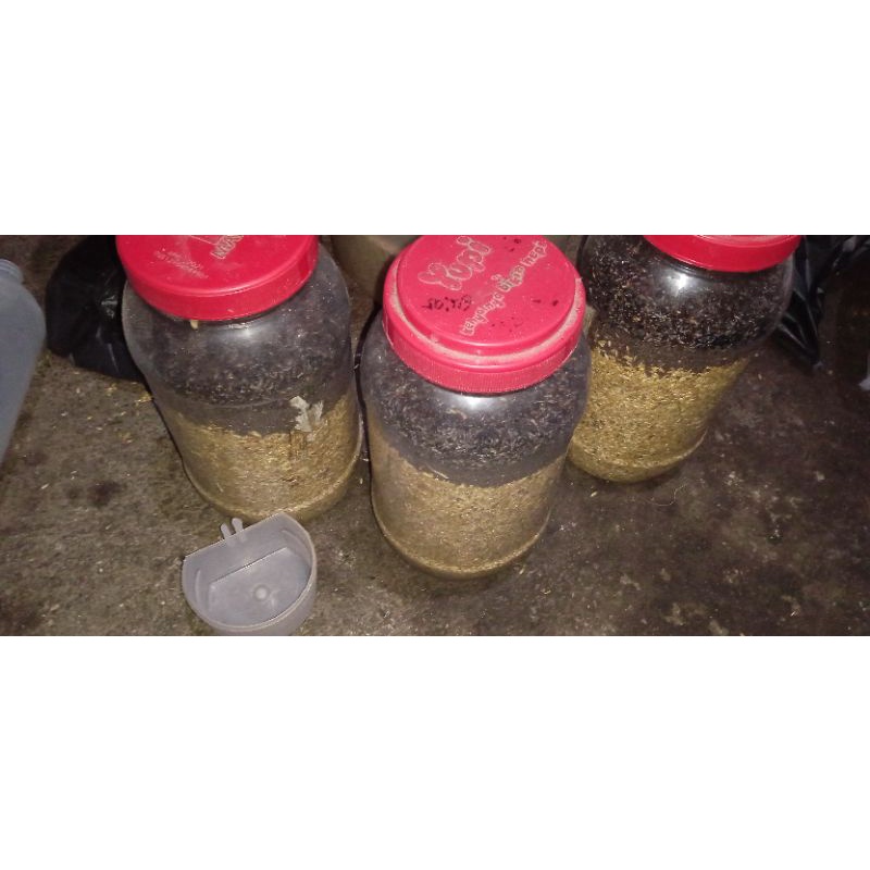 pakan racika untuk ternak kenari