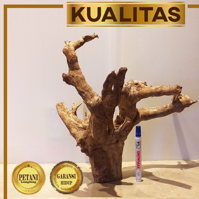 Kayu Aquascape Dahan Santigi XL Non Akar Hiasan Aquarium Tanaman Air