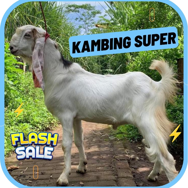 

Free Ongkir Kurban - Kambing Jantan Super - Supllier Qurban Jakarta