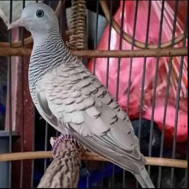 Burung Perkutut Silver