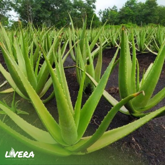 [Bibit] Bibit Lidah Buaya Pontianak / Kalimantan