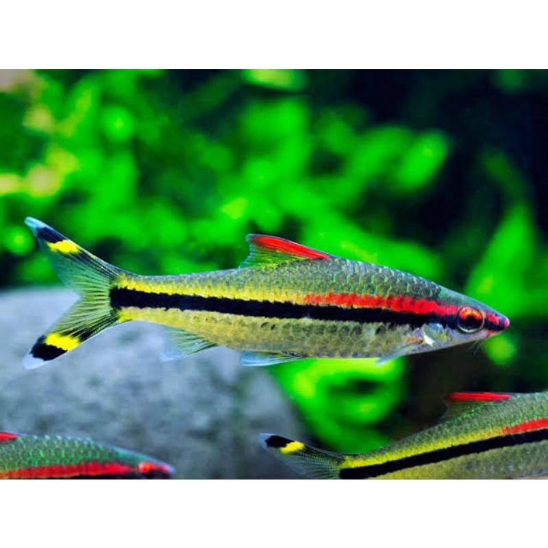 

√ jual pontiuss denisonni 4-5cm