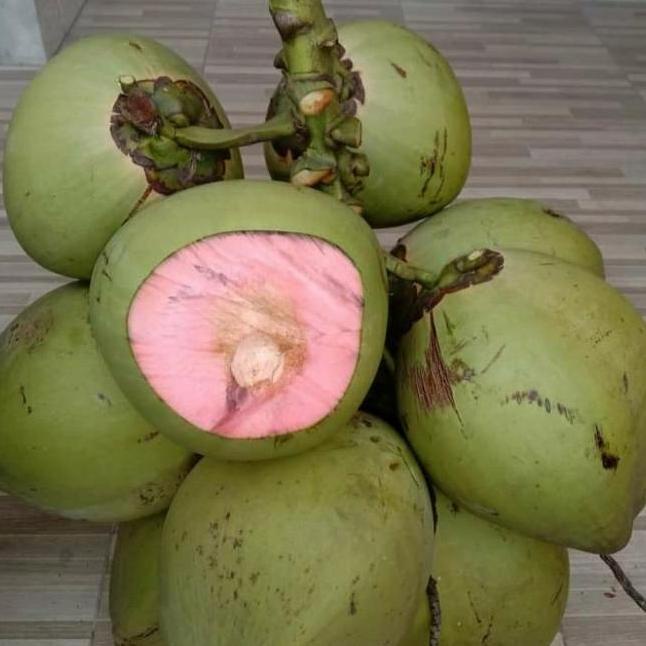 Bibit kelapa wulung ijo serat merah super