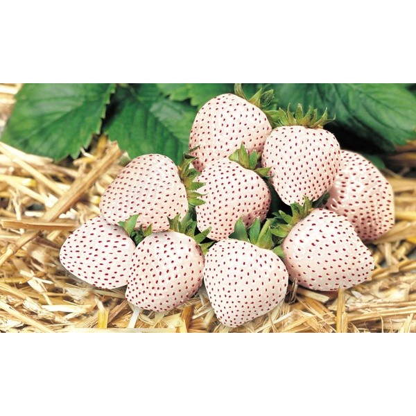 Best Seller Benih Biji White Strawberry Import Strawberry Putih