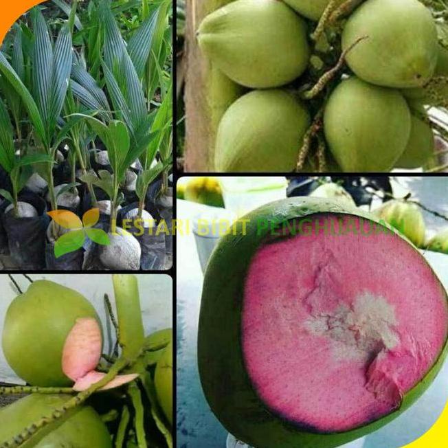 Bibit kelapa wulung genjah