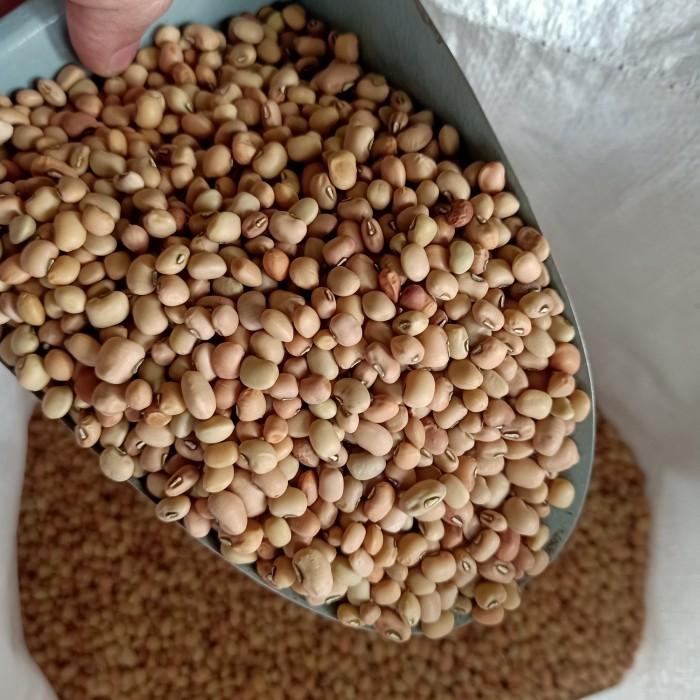 

Kacang Tolo Tunggak 1 Kg Kilo Fresh Best Seller