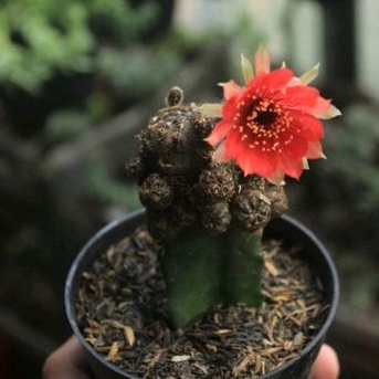 Kaktus Lobivia Arachnacantha Cluster Graft