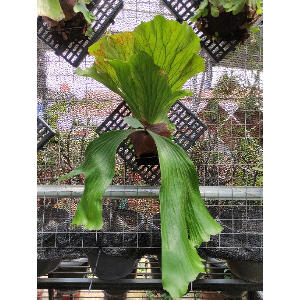 Platycerium neptune dewasa