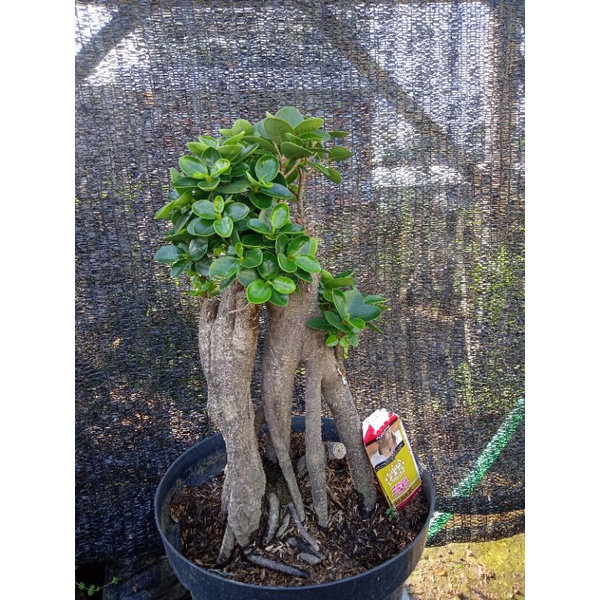 bonsai beringin dollar mangkok micro gaya akar niagari