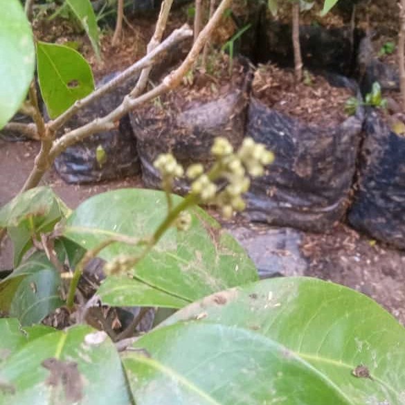 Harga Termurah Bibit Leci Merah Berbunga