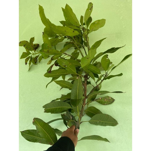 fresh cangkok mangga manalagi madu