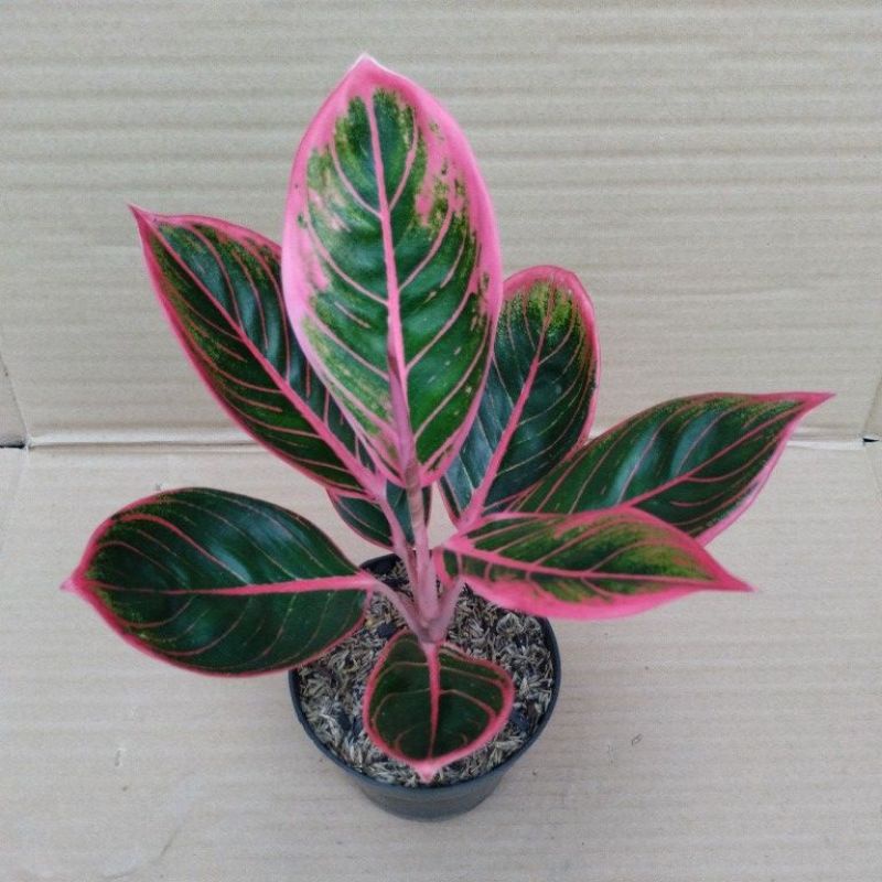 aglonema Khanza lokal