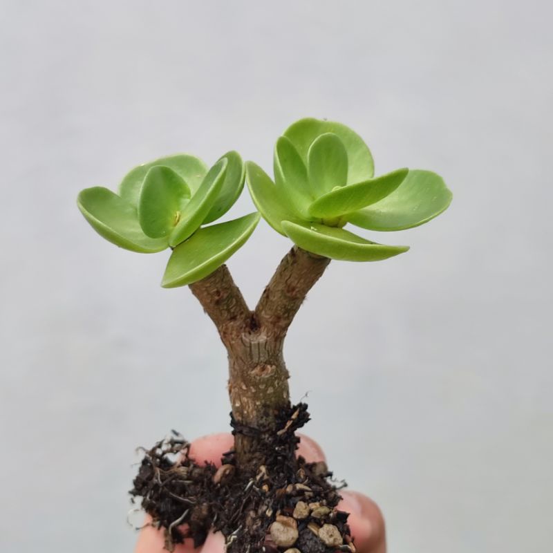 Portulacaria Molokinensis batang bonsai
