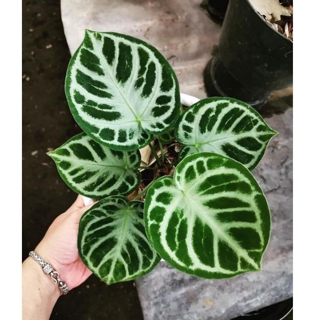 [M0H80] Promo Tanaman Anthurium Crystalinum SILVER DORAYAKI 100% ORI Kuping Gajah - Anakan A Big Sal