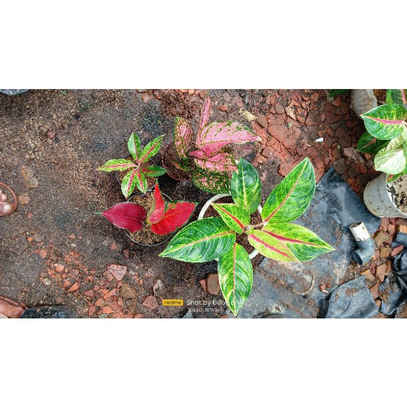 paket aglaonema 4 pohon.. balapati,lady v,red moon,Ebony aceh
