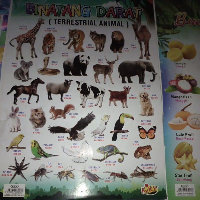 

poster anak seri binatang