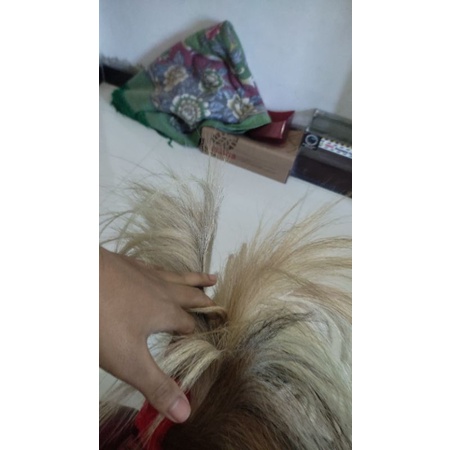 Topeng Bujang Ganong Pakem Full ukir jambul double