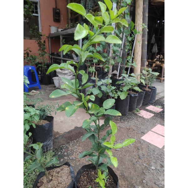 BIBIT jeruk purut daun jeruk purut daun masakan