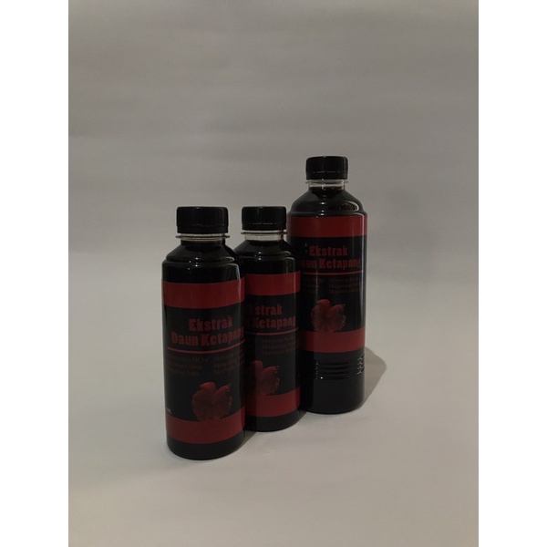 Ekstrak Daun Ketapang