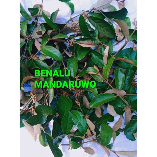 

DAUN BENALU MANDARUWO KERING 500 GRAM