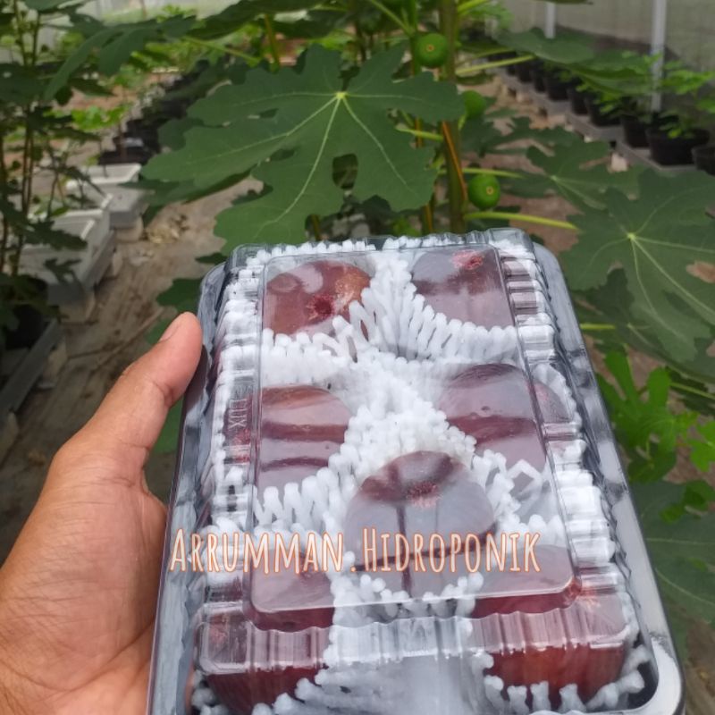 BUAH Tin Segar 1/4 kg jenis buah Merah