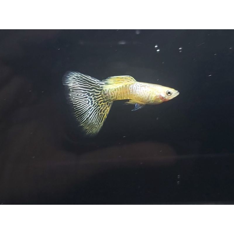 Ikan Guppy Blonde Yellow Cobra