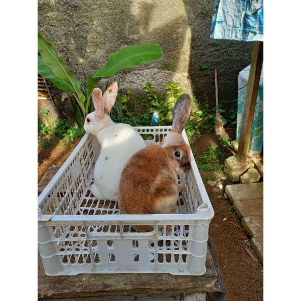 Kelinci Rex bulu karpet sepasang remaja (3).