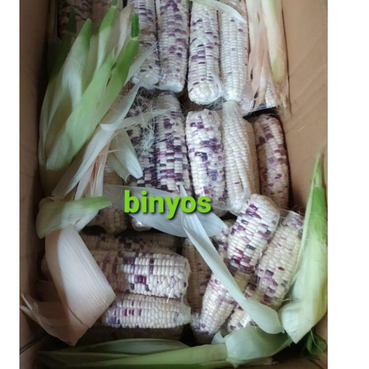 

✨MEGA ⚡ALE✨ Jagung Ketan Putih Ungu