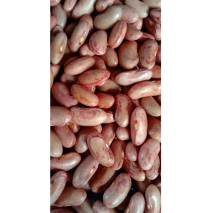 kacang merah /gogo