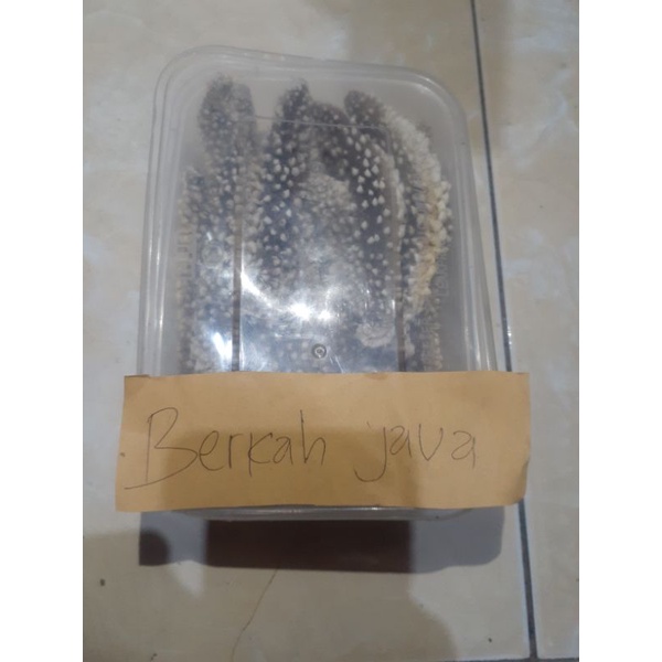 

TERIPANG DURI JUMBO BESAR / GAMAT DURI / HAISOM DURI - PRENIUM 250GRAM