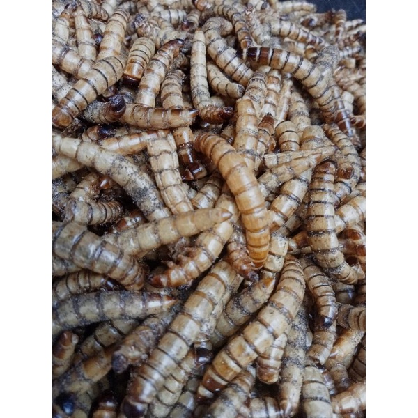 Ulat Jerman Kering 1 ons