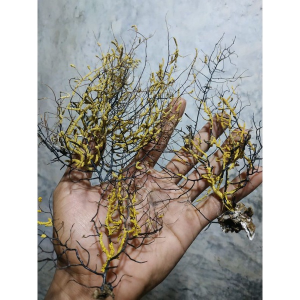 akar bahar kuning asli warna dari alam