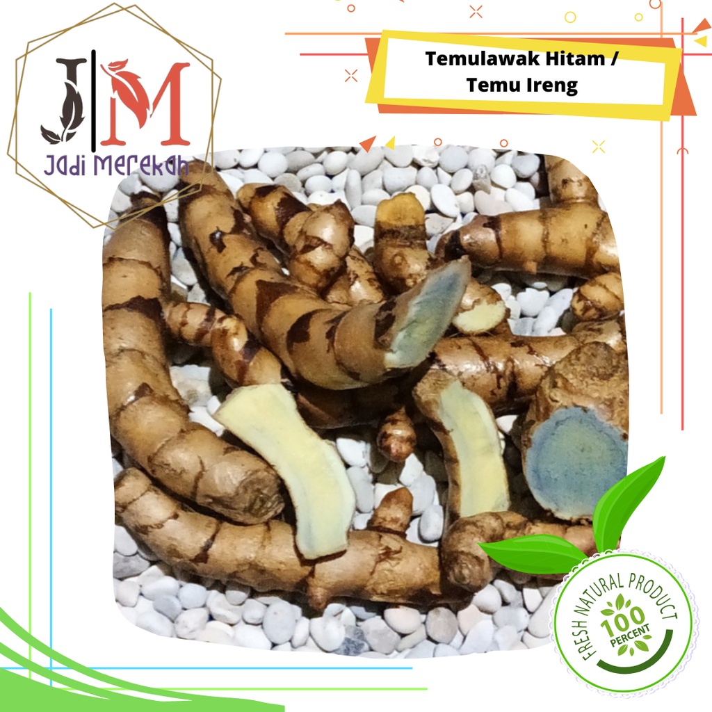 

[JM SoFresh] - Temulawak Hitam / Temu Ireng / Curcuma aeruginosa Roxb