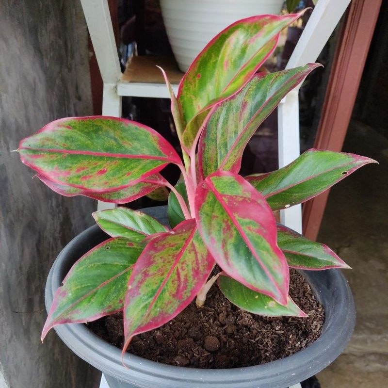 Aglaonema Lipstik