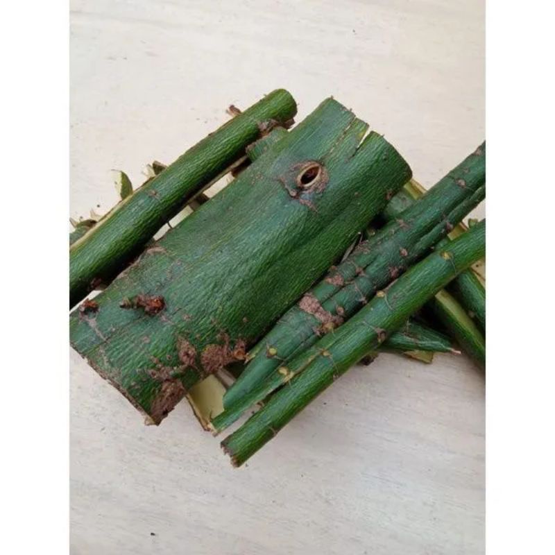 

KULIT POHON RANDU SEGAR/KULIT POHON RANDU/KULIT RANDU/OBAT HERBAL/500GRAM