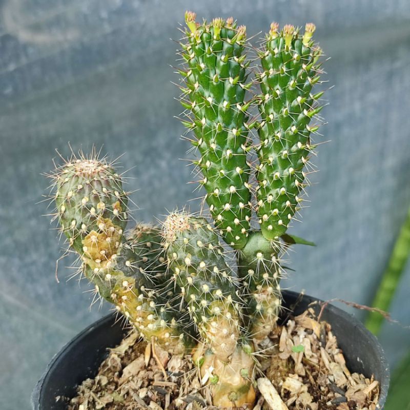 Cylindriopuntia Fulgida Ownroot