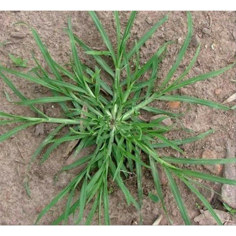 

RUMPUT BELULANG / RUMPUT TEKI