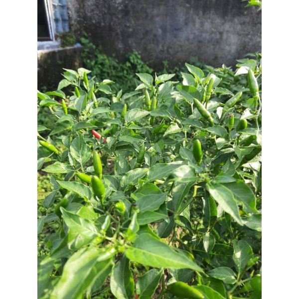 Bibit cabe rawit pohon cabe rawit SUPER PEDAS