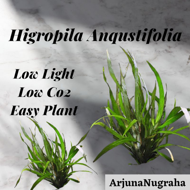 Higropila Aqustifolia ( Tanaman Air Akuarium Aquascape || Tanaman Aquascape Tanpa Co2 )