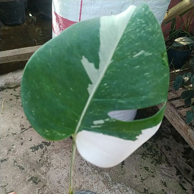 monstera White tiger